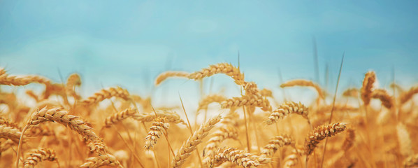 Wheat field on a sunny day. Selective focus.