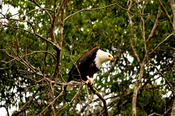 An African fish eagle looking for prey from the top of a tree in the Queen Elizabeth National Park