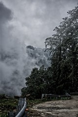 Fototapeta na wymiar Fog in forest