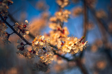 Crerry tree blooming