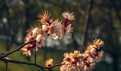 Crerry tree blooming