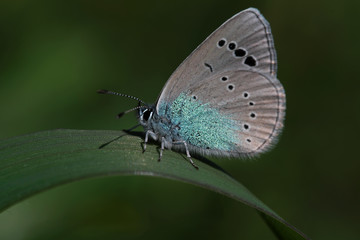 Black-blue butterfly (Glaucopsyche alexis)