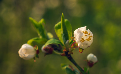Crerry tree blooming