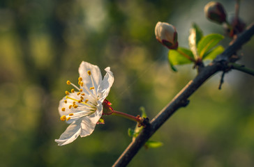 Crerry tree blooming