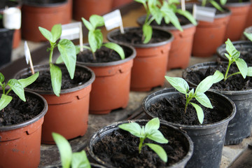 Paprika growth seeding pots in spring time plants
