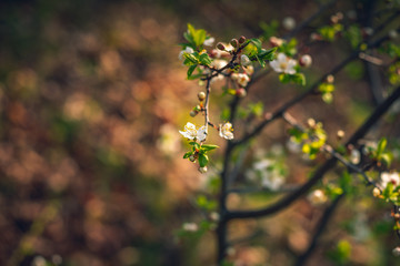Wild flowers