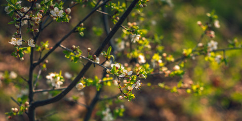 Wild flowers