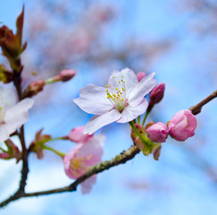Cherry and apple tree blossom close up. Selective focus and copy space. Spring sakura blossoms. Pink cherry blossom twig close up over blue bokeh background. Spring trees blossom. 