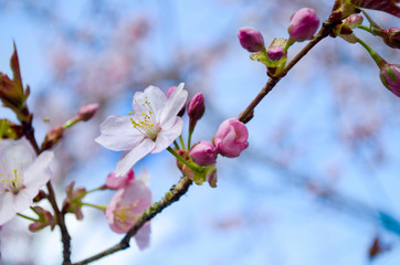 Fototapeta na wymiar Cherry and apple tree blossom close up. Selective focus and copy space. Spring sakura blossoms. Pink cherry blossom twig close up over blue bokeh background. Spring trees blossom. 