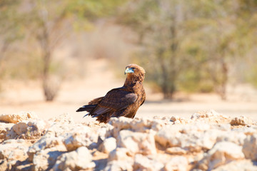 Bateleur, Terathopius ecaudatus,  eagle on the rocky ground, drinking at waterhole against sunny, dry desert in background. African wildlife experience during camping in Kgalagadi park, Botswana.