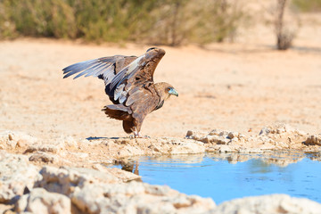 Bateleur, Terathopius ecaudatus,  eagle on the rocky ground, drinking at waterhole against sunny, dry desert in background. African wildlife experience during camping in Kgalagadi park, Botswana.