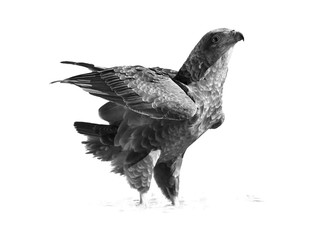 Black and white, artistic photo of wild Bateleur, Terathopius ecaudatus, eagle drinking from waterhole.  African wildlife experience during camping in Kgalagadi park, Botswana.