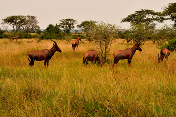 Naklejka na ściany i meble A group of topi antelopes in Queen Elizabeth national park