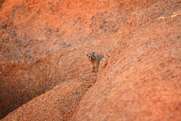 Wild Rock Hyrax, Procavia capensis on red granite rock against colorful sunset. African wildlife experience during camping and hiking bald red granite rocks in Spitzkoppe park. Traveling Namibia.