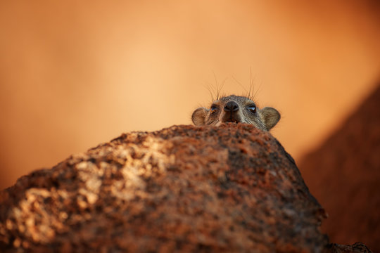 Wild Rock Hyrax, Procavia capensis on red granite rock against colorful sunset. African wildlife experience during camping and hiking bald red granite rocks in Spitzkoppe park. Traveling Namibia.