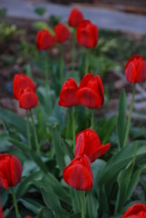 Fototapeta premium Red tulips