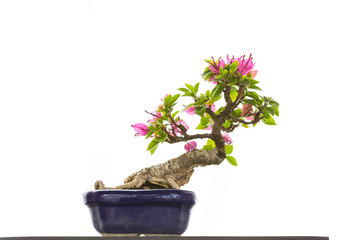 Flower bonsai, Japanese art, beautiful plant tray isolate on white background