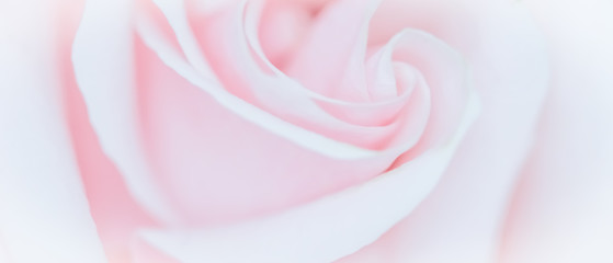 Soft focus, abstract floral background, pink rose flower. Macro flowers backdrop for holiday brand design