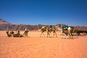 Fototapeta na wymiar A group of Bedouins with their camels in the panorama of the rocky mountains and red sand in the Jordanian desert of Wadi Rum.