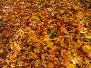 autumn leaves background