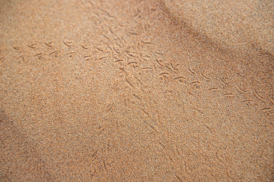 traces of lizzards in the sand 