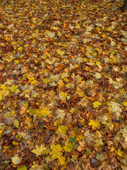 autumn leaves background