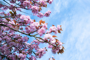 Flowering sakura trees against the sky
