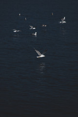 seagulls in flight 2