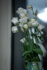 fading white flowers on the window, evening