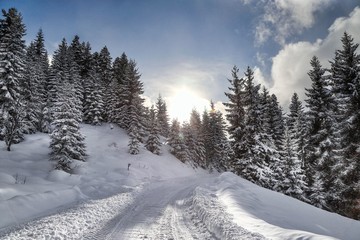 Fototapeta na wymiar Winter view in a mountain forest covered with fresh snow. Christmas landscape