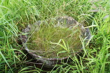 old abandoned cast-iron vessel overgrown with grass