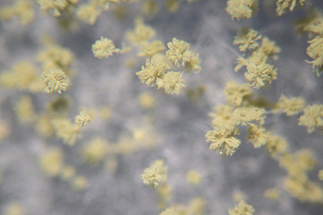 Close up of Aspergillus oryzae is a filamentous fungus, or mold that is used in food production, such as in soybean fermentation for education in laboratory.(soft focus and have Grain/Noise)