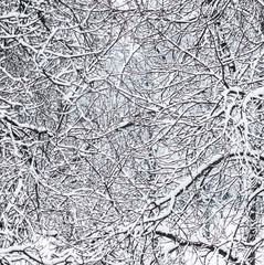 Fairytale fluffy snow-covered trees branches, nature scenery with white snow and cold weather. Snowfall in winter park