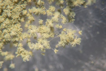 Close up of Aspergillus oryzae is a filamentous fungus, or mold that is used in food production, such as in soybean fermentation for education in laboratory.(soft focus and have Grain/Noise)