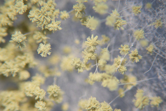 Close up of Aspergillus oryzae is a filamentous fungus, or mold that is used in food production, such as in soybean fermentation for education in laboratory.(soft focus and have Grain/Noise)