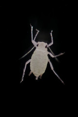 Mealybugs are insects in the family Pseudococcidae for education in laboratory.