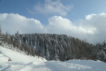 Winter view in a mountain forest covered with fresh snow. Christmas landscape