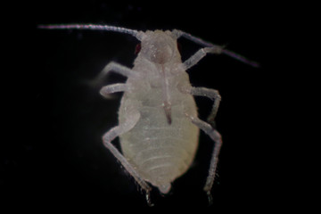 Mealybugs are insects in the family Pseudococcidae for education in laboratory.