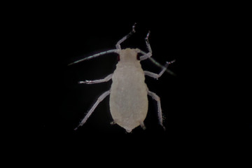 Mealybugs are insects in the family Pseudococcidae for education in laboratory.