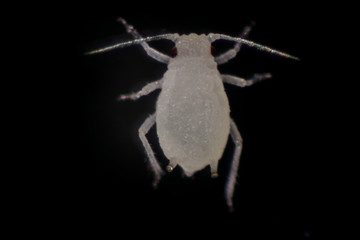 Mealybugs are insects in the family Pseudococcidae for education in laboratory.