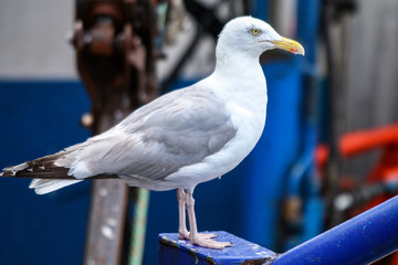 Goéland argenté - larus aregentatus 