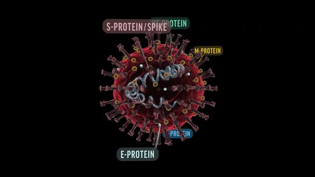 Structure of a coronavirus with labels, rotating, loopable, alpha channel, 3d educational animation