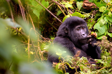Closeup of a mountain gorilla cub eating foliage in the Bwindi Impenetrable Forest