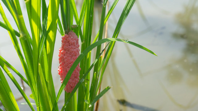 Golden Apple Snail Eggs Images Browse 16 Stock Photos Vectors And Video Adobe Stock