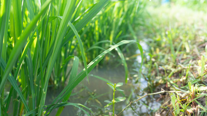 Rice plants with enough water, entering the harvest season, water needs must be maintained so that the roots of rice become strong so that they are not easily knocked down by the wind