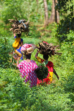Tarditional african womans bringing trunks on head in jungle