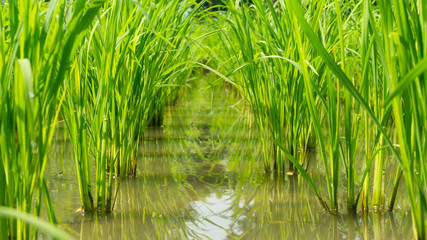 Fototapeta premium Rice plants with enough water, entering the harvest season, water needs must be maintained so that the roots of rice become strong so that they are not easily knocked down by the wind