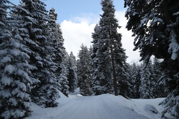 Winter view in a mountain forest covered with fresh snow. Christmas landscape