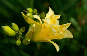 gentle, beautiful daylily of yellow color. day-lily  close-up. garden in the early morning Beautiful floral background with bokeh effect