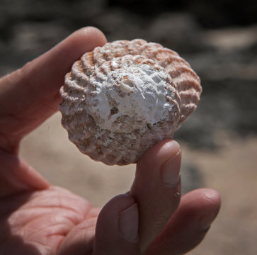 Shells at the beach New Zealand